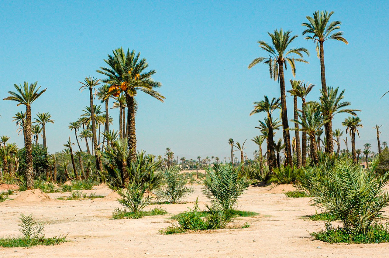Palmeraie landscape near Marrakech